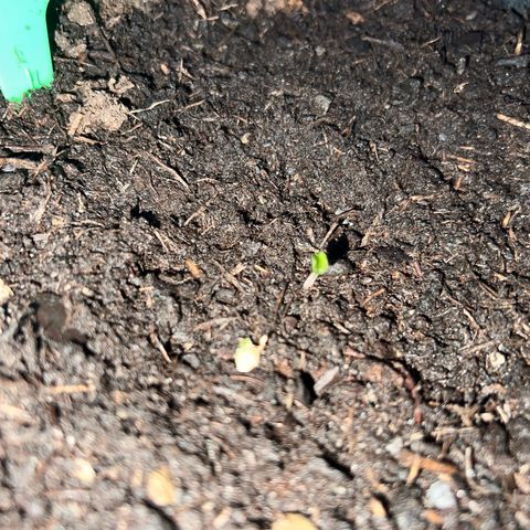 Highnrich - Quick One auto outdoor growlog timeline photo