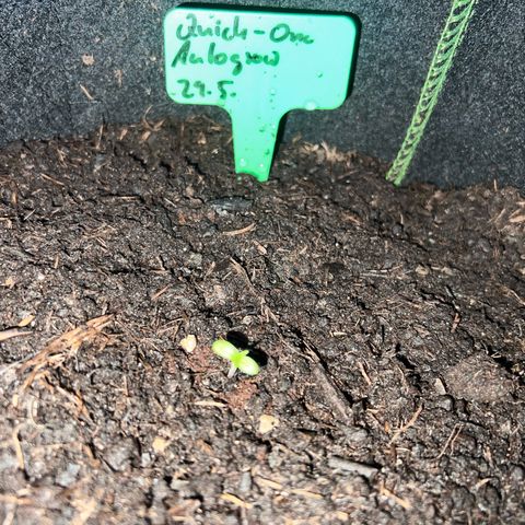 Hanfred - Quick one auto  growlog timeline photo