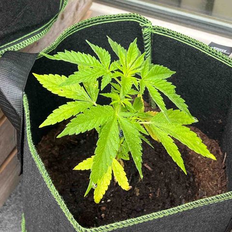 Marihuhanne  growlog timeline photo