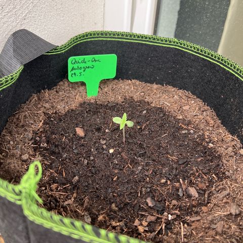 Highnrich - Quick One auto outdoor growlog timeline photo