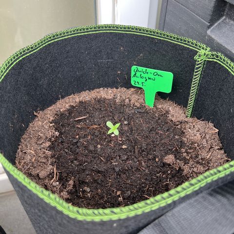 Hanfred - Quick one auto  growlog timeline photo