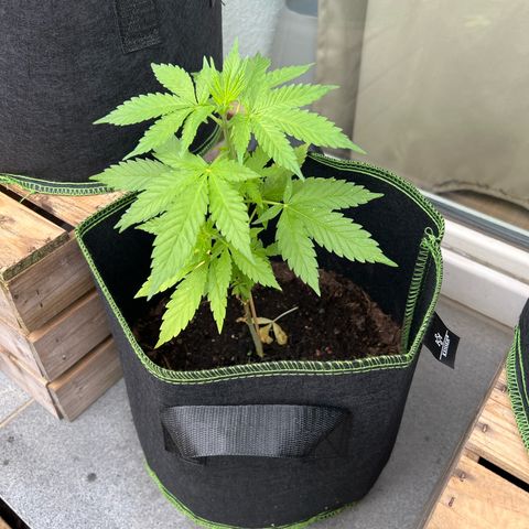 Marihuhanne  growlog timeline photo