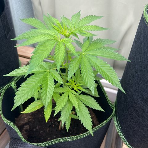 Marihuhanne  growlog timeline photo