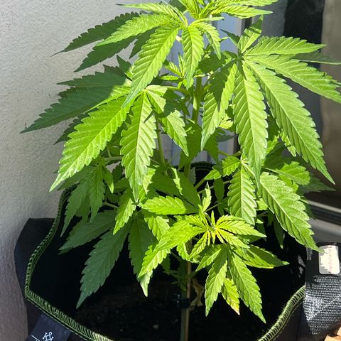 Marihuhanne  growlog timeline photo