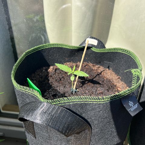 Hanfred - Quick one auto  growlog timeline photo