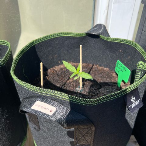 Highnrich - Quick One auto outdoor growlog timeline photo