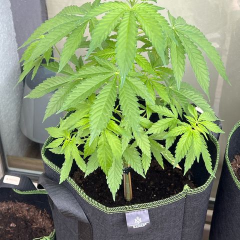 Marihuhanne  growlog timeline photo