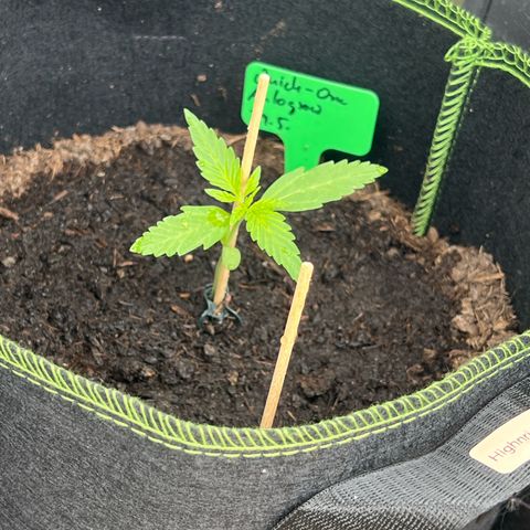 Highnrich - Quick One auto outdoor growlog timeline photo