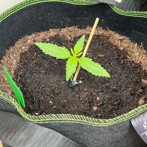 Hanfred - Quick one auto  growlog timeline photo