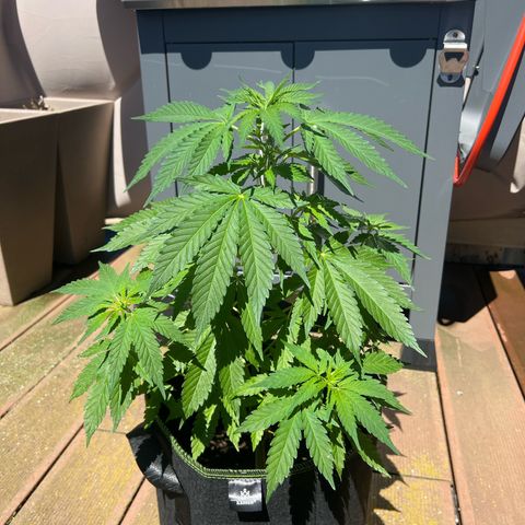 Marihuhanne  growlog timeline photo
