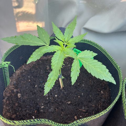 Hanfred - Quick one auto  growlog timeline photo