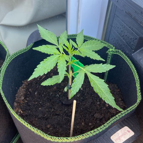 Highnrich - Quick One auto outdoor growlog timeline photo