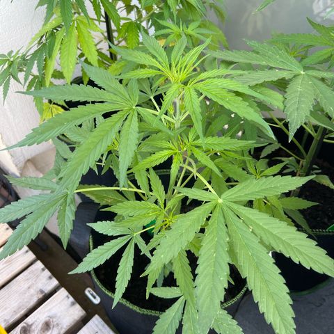 Highnrich - Quick One auto outdoor growlog timeline photo