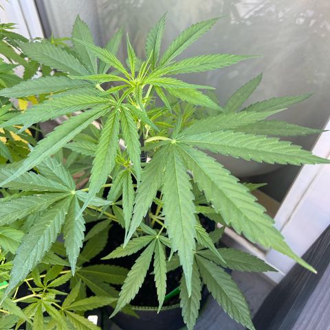 Hanfred - Quick one auto  growlog timeline photo