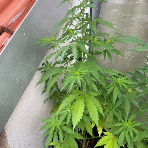 Marihuhanne  growlog timeline photo