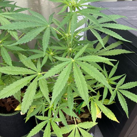 Highnrich - Quick One auto outdoor growlog timeline photo