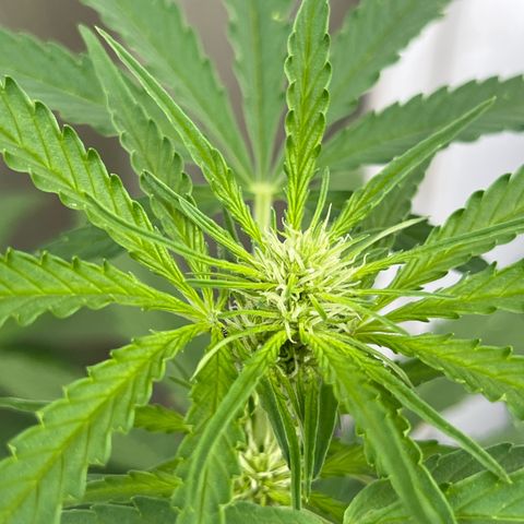 Highnrich - Quick One auto outdoor growlog timeline photo
