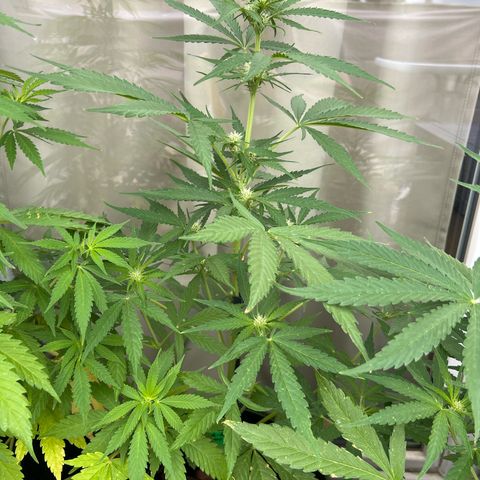Hanfred - Quick one auto  growlog timeline photo
