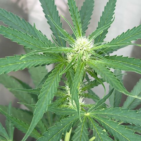 Hanfred - Quick one auto  growlog timeline photo