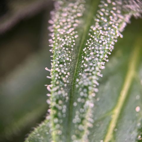 Highnrich - Quick One auto outdoor growlog timeline photo