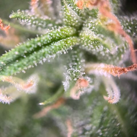 Highnrich - Quick One auto outdoor growlog timeline photo