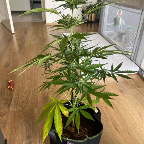 Hanfred - Quick one auto  growlog timeline photo
