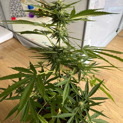 Highnrich - Quick One auto outdoor growlog timeline photo