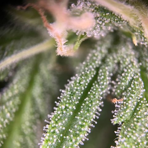 Highnrich - Quick One auto outdoor growlog timeline photo