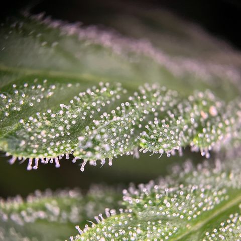 Highnrich - Quick One auto outdoor growlog timeline photo