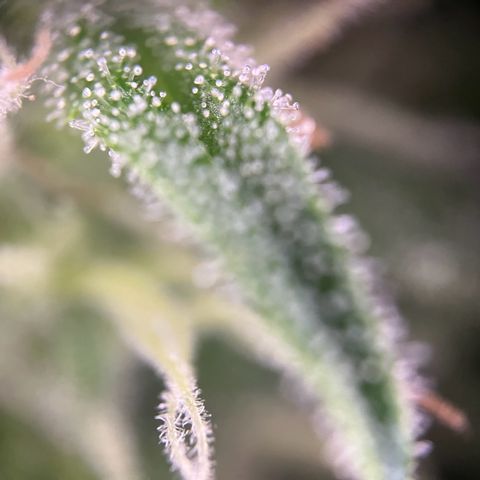 Highnrich - Quick One auto outdoor growlog timeline photo