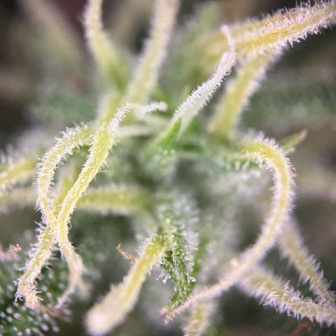 Highnrich - Quick One auto outdoor growlog timeline photo