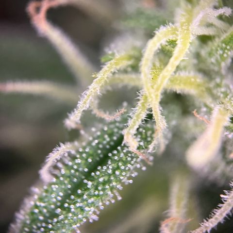 Highnrich - Quick One auto outdoor growlog timeline photo