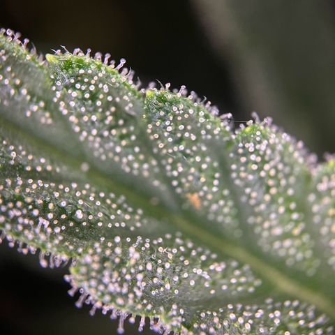 Hanfred - Quick one auto  growlog photo: Trichome werden zunehmend bersteinfarben ernte könnte Ende diese bis Mitte nächste Woche stattfinden. 