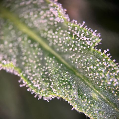 Hanfred - Quick one auto  growlog photo: Trichome werden zunehmend bersteinfarben ernte könnte Ende diese bis Mitte nächste Woche stattfinden. 
