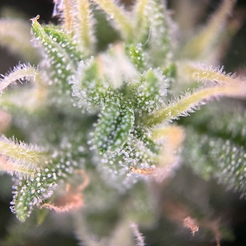 Hanfred - Quick one auto  growlog photo: Trichome werden zunehmend bersteinfarben ernte könnte Ende diese bis Mitte nächste Woche stattfinden. 
