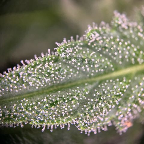 Hanfred - Quick one auto  growlog photo: Trichome werden zunehmend bersteinfarben ernte könnte Ende diese bis Mitte nächste Woche stattfinden. 