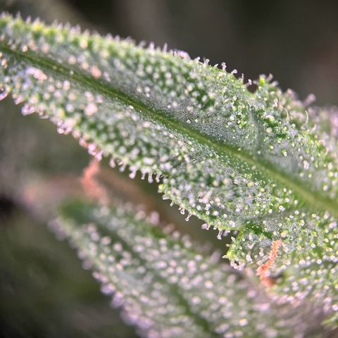 Hanfred - Quick one auto  growlog photo: Trichome werden zunehmend bersteinfarben ernte könnte Ende diese bis Mitte nächste Woche stattfinden. 