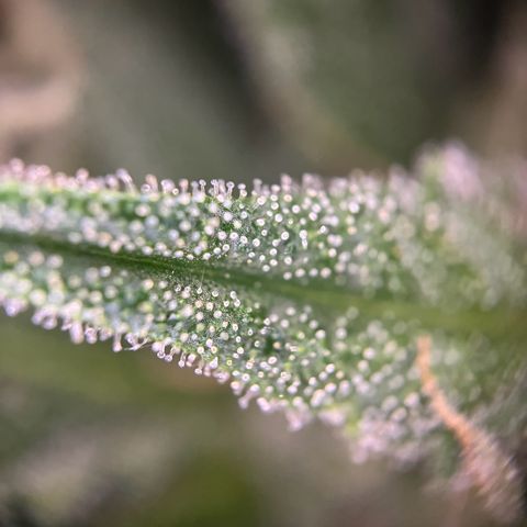 Hanfred - Quick one auto  growlog photo: Trichome werden zunehmend bersteinfarben ernte könnte Ende diese bis Mitte nächste Woche stattfinden. 