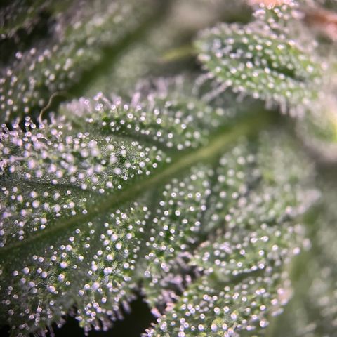 Hanfred - Quick one auto  growlog photo: Trichome werden zunehmend bersteinfarben ernte könnte Ende diese bis Mitte nächste Woche stattfinden. 
