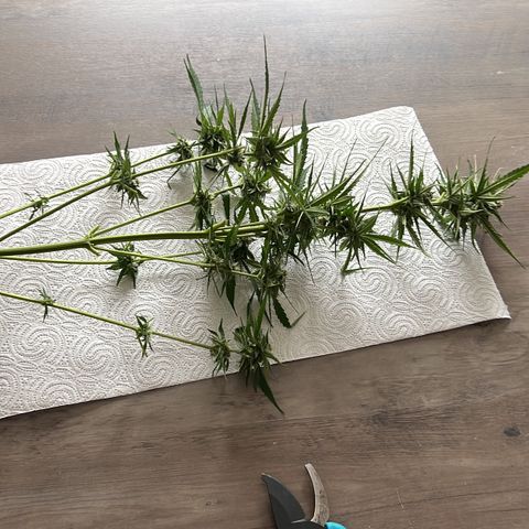 Hanfred - Quick one auto  growlog timeline photo