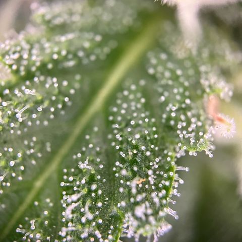 Highnrich - Quick One auto outdoor growlog timeline photo