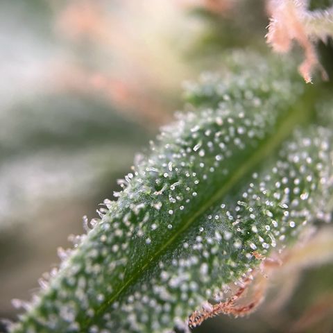 Highnrich - Quick One auto outdoor growlog timeline photo