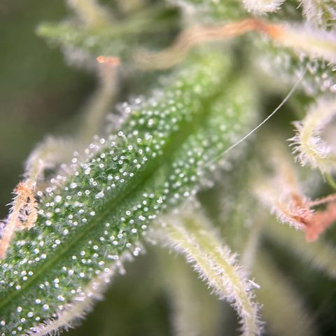 Highnrich - Quick One auto outdoor growlog timeline photo