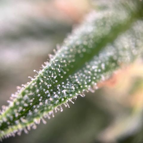 Highnrich - Quick One auto outdoor growlog timeline photo