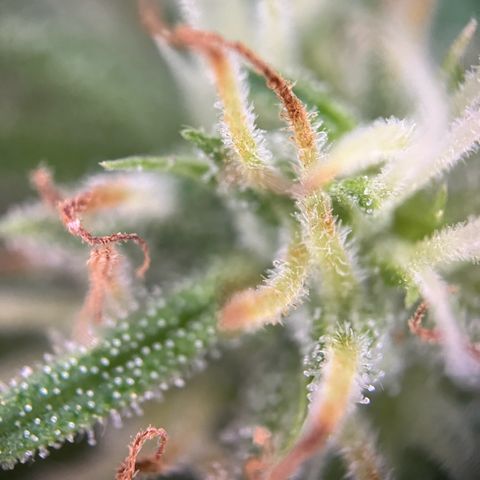 Highnrich - Quick One auto outdoor growlog timeline photo