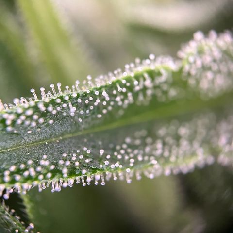 Highnrich - Quick One auto outdoor growlog timeline photo