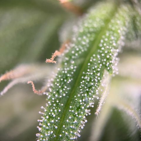 Highnrich - Quick One auto outdoor growlog timeline photo