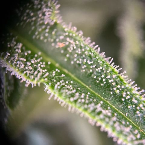 Highnrich - Quick One auto outdoor growlog timeline photo