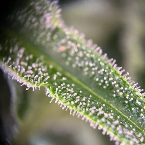 Highnrich - Quick One auto outdoor growlog timeline photo