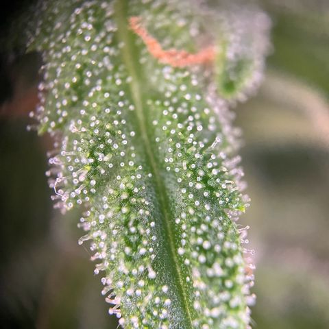 Highnrich - Quick One auto outdoor growlog timeline photo